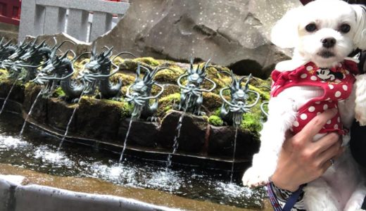 「九頭龍神社」へおでかけ！愛犬と箱根旅行！
